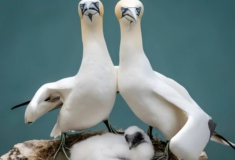 10 Photos That Prove Animals Are the Real Bosses